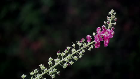 Die-Letzten-Violetten-Blüten,-Die-Auf-Einer-Linaria-Pflanze-In-Einem-Englischen-Garten-Blühen