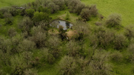 Luftaufnahme-Von-üppigem-Ackerland-Mit-Kleinem-Teich-Außerhalb-Von-Cherokee,-Arkansas