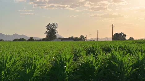 Green-Corn-Field-In-Tucson,-Arizona-At-Daytime---static-shot,-slow-motion