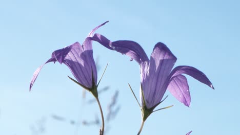 Blühende-Blaue-Glocken-Sind-Schöne-Duftende-Blumen