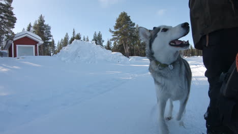4k-shot-of-a-very-happy-and-energetic-siberian-husky-dog-running-in-deep-snow-in-a-forest-in-Kiruna,-Sweden
