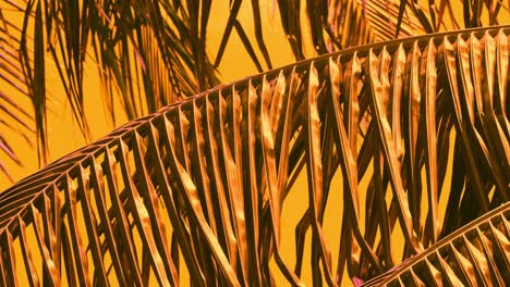 Coconut-palm-leaves-and-branches-blowing-in-the-gentle-wind---close-up-with-a-warm-color-grade-for-an-interesting-background