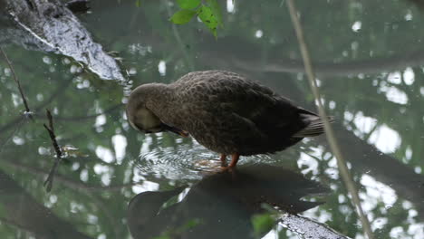 An-Eastern-Spot-Billed-Duck-Grooming-Near-The-Pond-In-Saitama,-Japan---close-up