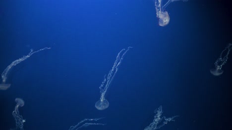 Las-Medusas-Melena-De-León-Nadan-En-Un-Tanque-De-Exhibición-En-El-Parque-Temático-De-Diversiones-Y-Animales-Ocean-Park-En-Hong-Kong