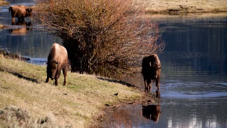 Herd-of-Bison-Drinking-from-Lamar-River