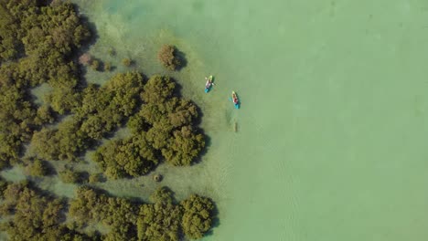 Aerial-tracking-shot-of-people-in-kayaks-in-Al-Reem-mangroves
