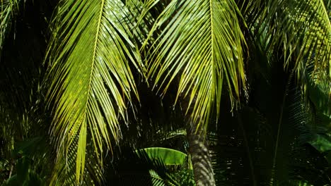 The-dapple-shade-under-a-coconut-palm-tree-grove-on-a-balmy-day