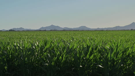 Schöne-Landschaft-In-Ländlicher-Umgebung-über-Dem-Grünen-Maisfeld-In-Tucson,-Arizona---Statischer-Schuss