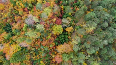 Aerial-View-Above-Forest-in-Fall