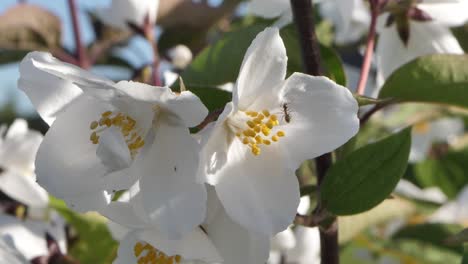 Blühender-Weißer-Jasmin-Schöne-Duftende-Blumen