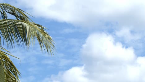 Kokospalmenzweige,-Die-An-Einem-Bewölkten-Tag-In-Einem-Tropischen-Urlaubsziel-In-Der-Lauen-Brise-Wehen