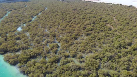 Aerial-descending-over-mangroves-revealing-Al-Reem-cityscape