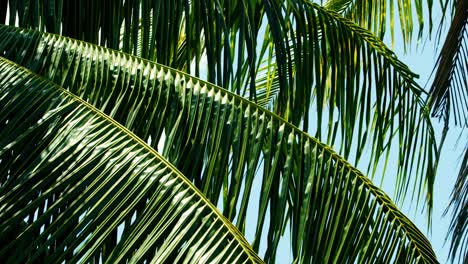 Coconut-palm-tree-boughs-gently-blowing-in-the-tropical-breeze
