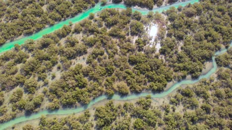 Schöne-Aussicht-Auf-Mangroven,-Die-Das-Sonnenlicht-Reflektieren