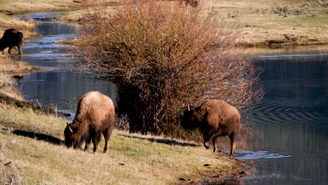 Herd-of-Bison-Grazing-in-Lamar-Valley