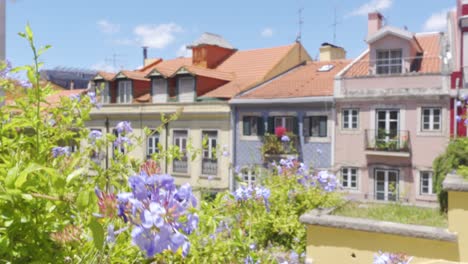 Eine-Blume-Im-Vorderen-Fokus-Mit-Schönen-Altstadtgebäuden-Von-Lissabon-Im-Hintergrund