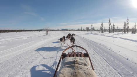 Team-of-Siberian-Husky-dogs-running-on-a-snow-trail-path-in-Sweden