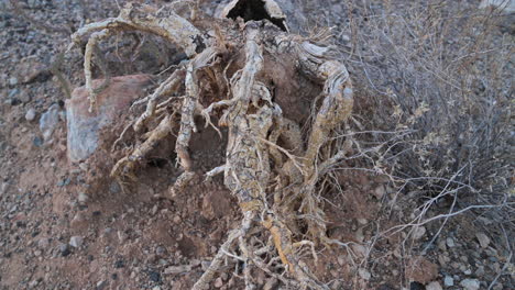 Closeup-Shot-Of-Saguaro-Cactus-Root---high-angle