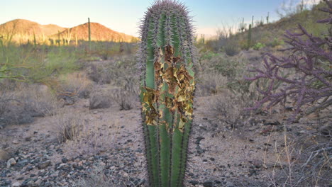 View-Of-Saguaro-That-Was-Eaten-On-By-Animals-In-Tucson,-Arizona---close-up,-tilt-down