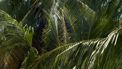 Close-up-isolated-view-of-coconut-palms-blowing-in-the-tropical-breeze