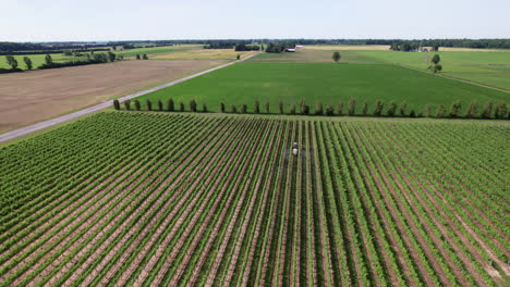 Aerial-View-Of-A-Farmer-Spraying-Grape-Vines-With-A-Tractor-At-Lush-Vineyard