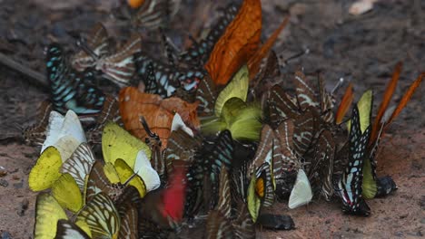 Butterflies-Assorted-and-Colorful,-kaleidoscope-of-butterflies-huddling-together-on-a-wet-ground-eating-minerals-while-others-fly-around-as-seen-in-Kaeng-Krachan-National-Park-in-Thailand
