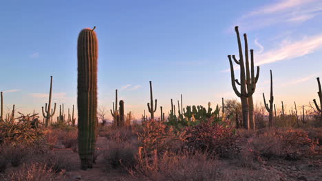 Lovely-Pastel-Desert-Scene-With-Sidelit-Saguaros---wide-shot