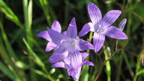 Blühende-Blaue-Glocken-Sind-Schöne-Duftende-Blumen