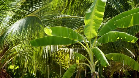 Plátanos-Y-Cocoteros-En-Un-Bosque-En-Un-Oasis-En-Un-Paraíso-Tropical