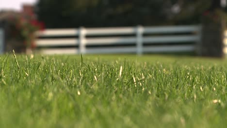 RACK-FOCUS-ON-A-BEAUTIFUL-LAWN-OF-GRASS-AND-WHITE-FENCE