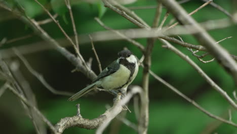 Japanese-Tit-Resting-On-The-Twigs-Then-Flew-Away-In-The-Forest-Near-Saitama,-Japan---close-up