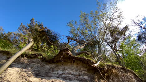 Trees-swaying-in-wind-on-edge-of-soil-erosion-in-canyon,-blue-sky