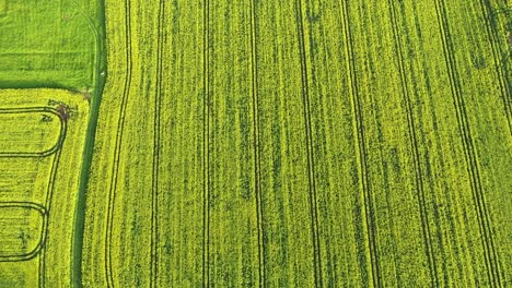 Sunshine-Over-Bright-Green-Rapeseed-Field.-aerial