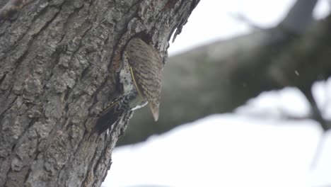 A-Northern-Pecker-Species-Of-Woodpecker-Bird-Entering-A-Tree-Nest-Cavity