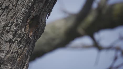 Slow-Motion-Shot-Of-A-Northern-Flicker-Entering-A-Tree-Cavity-Nest-Hole