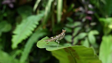Jeweled-Flower-Mantis-resting-on-a-leaf-balancing-on-legs-with-foliage-in-the-background