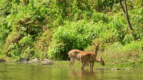 Two-Eld's-Deer-standing-in-shallow-water