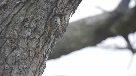 Slow-Motion-Shot-Of-A-Northern-Flicker-Entering-A-Nest-In-A-Snow-Storm