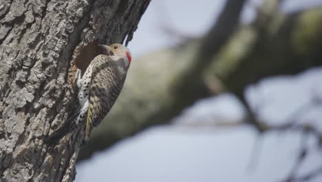 Portrait-Of-A-Beautiful-Northern-Flicker-Perched-On-A-Tree,-Bird-Of-Woodpecker-Species