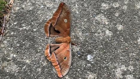 Beautiful-tan-colored-butterfly-moth-on-a-cement-sidewalk