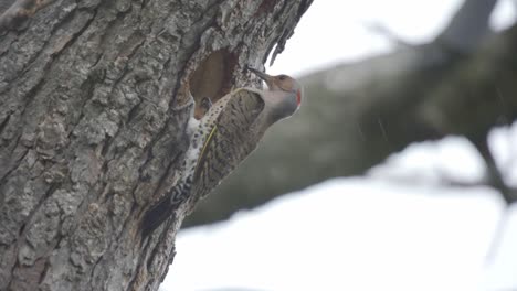 Closeup-Shot-Of-A-Northern-Flicker-Exiting-A-Tree-Cavity-Nest-During-A-Snow-Storm