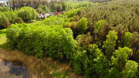 Vibrant-Green-Groves-On-Lakeshore-Near-Styporc-Village,-Chojnice-County,-Pomeranian-Voivodeship,-Northern-Poland