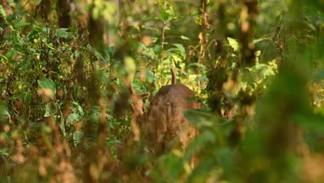 Male-stag-Indian-hog-deer-with-back-to-camera-turns-briefly-to-look-straight-at-the-lens-then-continues-grazing