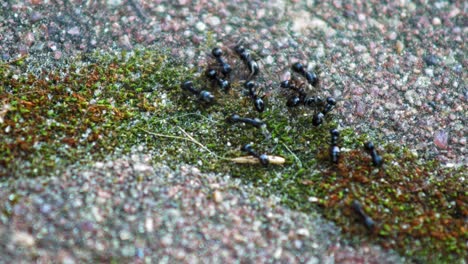 Hormigas-Negras-Azabache-En-Camino-Corriendo-A-La-Tarea