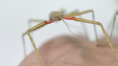 Insecto-Palo-Medauroidea-Extradentata,-Familia-Phasmatidae