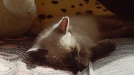 Entzückendes-Schlafendes-Kätzchen-Im-Licht-Der-Untergehenden-Sonne