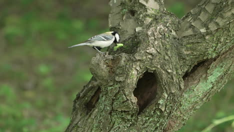 Perching-Oriental-Tit-With-Worm-On-Its-Beak-And-Carry-It-Inside-The-Nest-In-Tree-Hollow