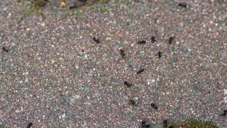 Lasius-Fuliginosus---Pechschwarze-Ameisen,-Die-Auf-Betonboden-Umherstreifen