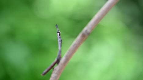 Praying-Mantis-Phyllothelys-hardly-moving-on-a-branch-but-bobbing-and-moving-legs-and-head