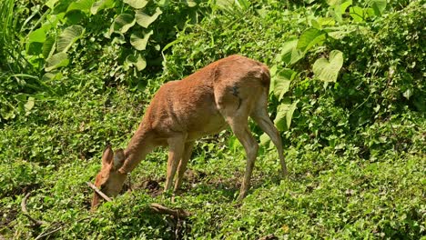 Central-focus-clip-of-Eld's-Deer-grazing-in-lush-surroundings